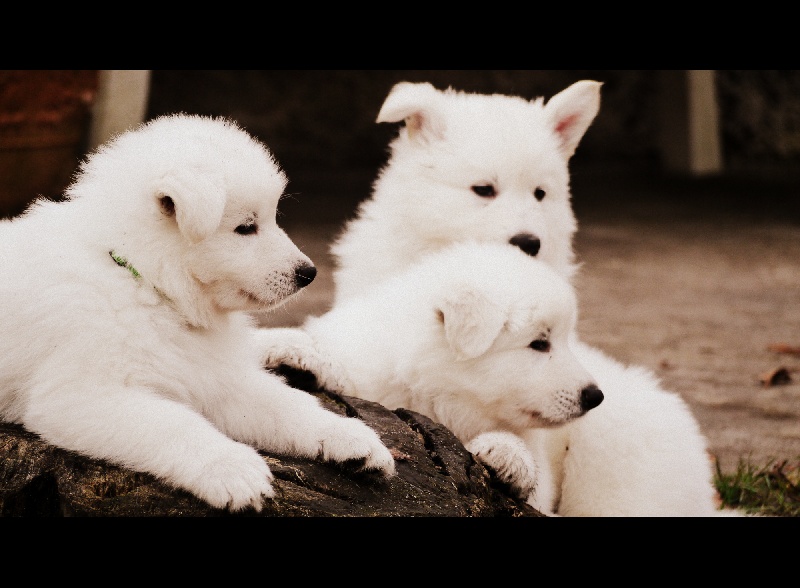 chiot Berger Blanc Suisse Du Grand Chemin For Ever