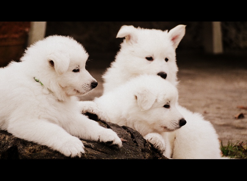 Du Grand Chemin For Ever - Berger Blanc Suisse - Portée née le 21/12/2013
